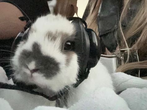 Wearing Headphones, Cute Bunny Pictures, Holland Lop, Bunny Pictures, Silly Animals, Baby Bunnies, Discord Server, Cute Little Animals