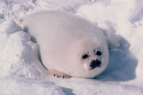 White Baby Seal animals snow white cold baby animals wildlife seal baby seal Harp Seal Pup, Funny Seals, Baby Harp Seal, White Seal, Harp Seal, Conservation Biology, Cute Seals, Seal Pup, Wild Baby