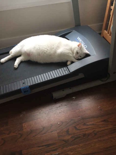 This cat who understands how we all feel when it’s time to exercise. Lazy Cat, Kitten Pictures, Newsies, White Cats, Fat Cats, Crazy Cat Lady, Cat Life, White Cat, Crazy Cats