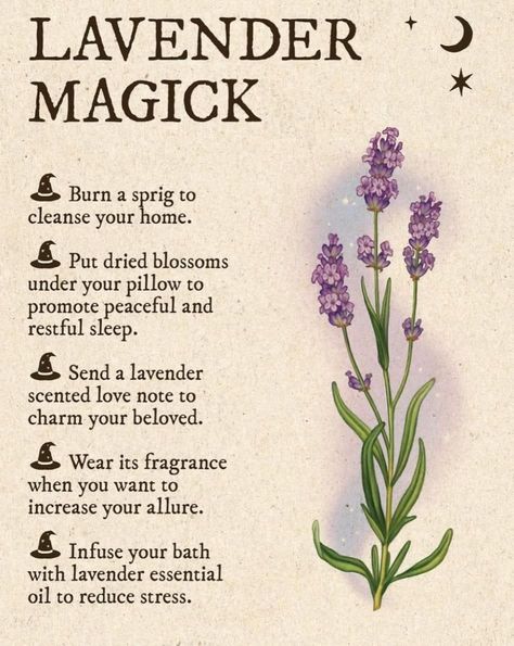 Properties Of Herbs, Ritual Magic, Witch Tips, Magickal Herbs, Witch Herbs, Witch Rituals, Plant Magic, Witch Spirituality, Witch Garden