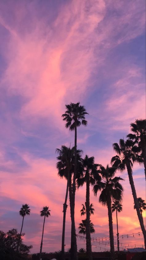 Palm Trees Sunset Wallpaper, Pink Sky Palm Trees, Sky Aesthetic Sunsets Pink, Aesthetic Palm Trees Background, Pink Palm Tree Aesthetic, Pink Esthetics Background, Tapeta Iphone Tumblr, Pink Palm Trees Wallpaper, Pink Hour Sky