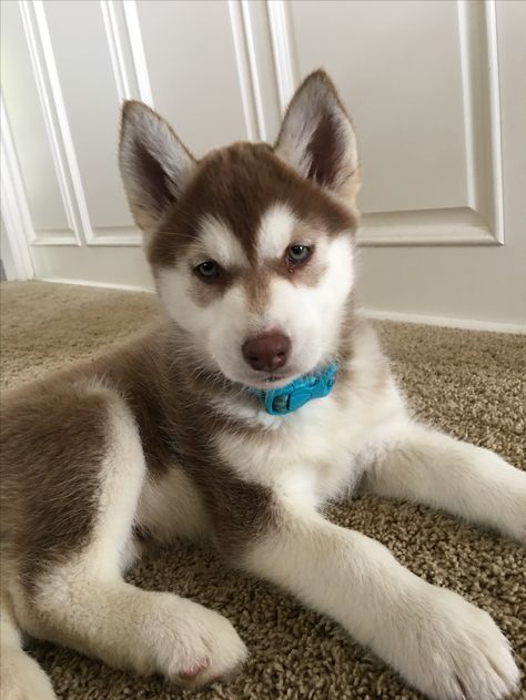 Dog Claims Dr, Baby Huskies, Really Cute Puppies, Scary Dogs, Cute Husky, Super Cute Puppies, Very Cute Dogs, Really Cute Dogs, Cute Baby Dogs