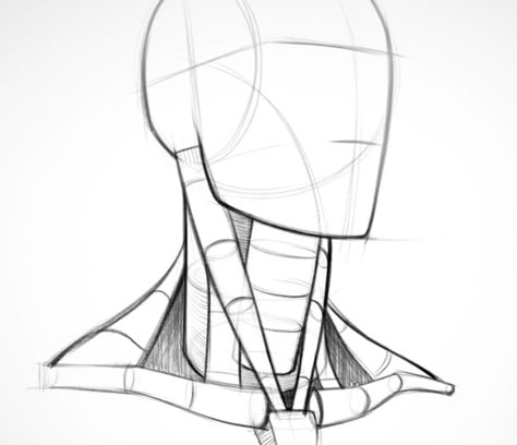 The construction of the head and neck, showing how they attach to each other and the shoulders. How To Draw Necks, Beauty Drawings, Human Anatomy Drawing, Human Figure Drawing, Human Anatomy Art, Anatomy Sketches, Anatomy For Artists, Anatomy References, Anatomy Drawing