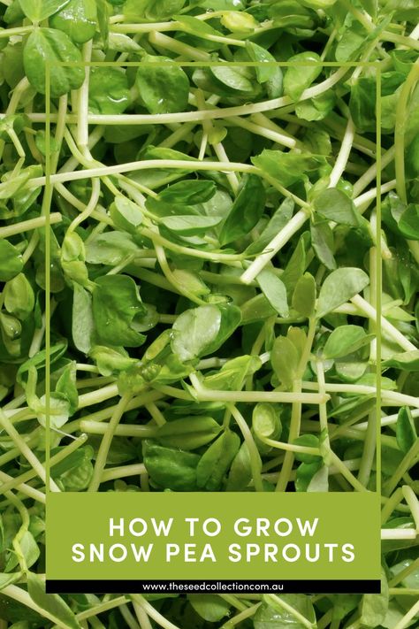 A simple step by step guide on how to grow Snow Pea Sprouts Pea Sprouts, Microgreens Recipe, Growing Sweet Peas, Growing Peas, Snow Pea, Sprouting Seeds, Seed Collection, Snow Peas, Step By Step Guide