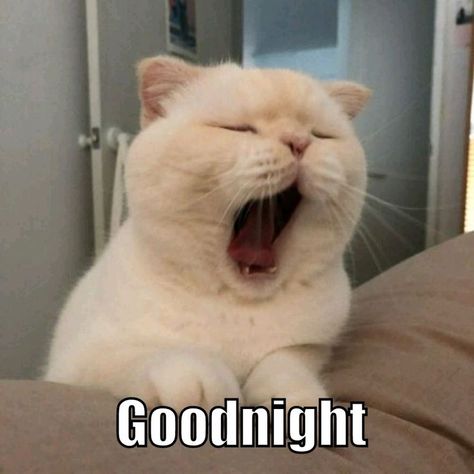 Cat Saying Goodnight, Good Night Meme, Good Night, Let Me