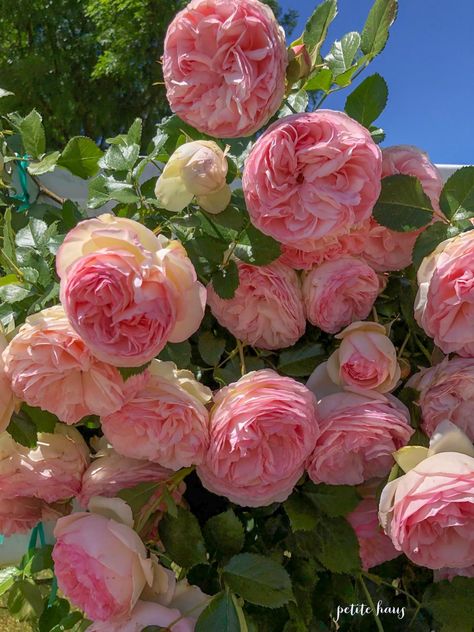 David Austin Roses, David Austin, Favorite Flowers, Rose Flowers, Rose Garden, Beautiful Roses, A Rose, Pretty Flowers, Flowers Plants