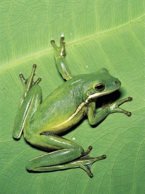 Green Tree Frog (Hyla cinerea) Florida Smaragd Green, Amazing Frog, Green Tree Frog, Frog Pictures, Animal Study, Chartreuse Green, Green Things, Frog Art, Animal Reference