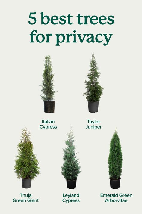 Turn your backyard into a private oasis with our top privacy trees:  🌲 Thuja Green Giant: Fast growing trees that are great for filling large spaces 🌲 Italian Cypress: Best for compact spaces in dry climates 🌲 Leyland Cypress: Best for filling large spaces in warmer climates 🌲 Taylor Juniper: Best for narrow spaces  🌲 Emerald Green: Best for narrow spaces and clay soil  Click to find the perfect trees for your backyard. Large Planters In Front Of House, Modern Front Yard Design, Taylor Juniper, Minimalist Garden Design, Trees For Privacy, Garden Design Diy, Italian Cypress Trees, Thuja Green Giant, Ac Cover