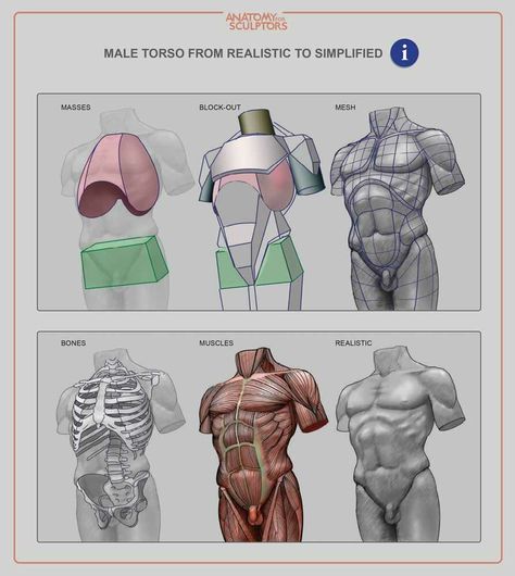 ArtStation - Male torso, Anatomy For Sculptors Torso Anatomy, Anatomy For Sculptors, Human Torso, Human Anatomy For Artists, 3d Monster, Anatomy Images, Man Anatomy, Anatomy Sculpture, Monster Ideas