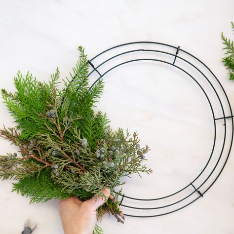 How to Make an Asymmetrical Christmas Wreath With Fresh Greenery Christmas Wreaths Diy Evergreen, Live Christmas Wreaths, Wire Christmas Wreath, Diy Dollar Tree Wreath, Homemade Christmas Wreaths, Burlap Ornaments, Ribbon Wreath Diy, Dollar Tree Wreath, Wreath Party