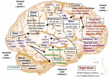 Understand Brain Maps | Change a Habit | Change Your Life - BreakingTheCycles.com Left Brain Right Brain, Brain Mapping, Craniosacral Therapy, Brain Anatomy, The Human Brain, Brain Science, Right Brain, Changing Habits, Speech Pathology