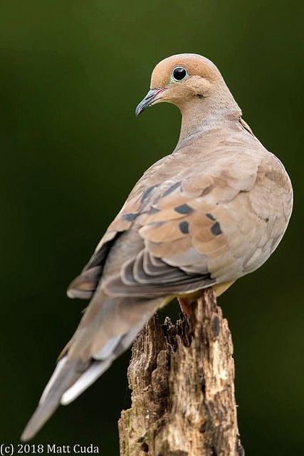 Dove Bird Aesthetic, Dove Bird Photography, Dove Reference, Dove Photo, Morning Doves, Morning Dove, Dove Bird, Brown Bird, Game Birds