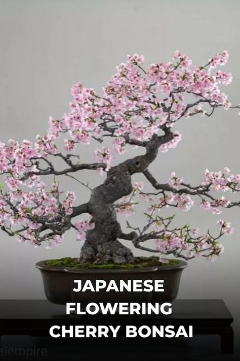 Japanese Flowering Cherry Bonsai, featuring delicate blossoms in pale pinks to vibrant whites, creates a breathtaking spring spectacle in miniature form. Enthusiasts are captivated by its ephemeral beauty, symbolizing life's fleeting nature and appreciation for the present moment. Immerse yourself in our guide on Japanese Flowering Cherry Bonsai, uncovering expert tips on care, pruning techniques, and celebrating the transient grace of these captivating miniature trees. Photo Credit: @sos.bonsai Bonsai Cherry Blossom, Sakura Bonsai, Cherry Blossom Bonsai, Cherry Bonsai, Cherry Blossom Bonsai Tree, Cherry Plant, Trees Photo, Miniature Trees, Beauty Of Life