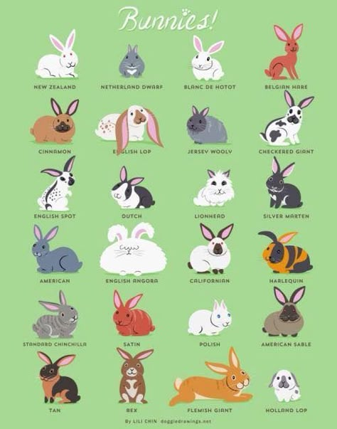 Bunnies! Diy Pour Lapin, Tapsi Hapsi, Animal Chart, Bunnies Art, Rabbit Stuff, Raising Rabbits, Pet Bunny Rabbits, Rabbit Breeds, Bunny Care