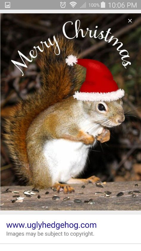 Merry Christmas squirrel Funny Squirrel Pictures, Pictures Animals, Funny Christmas Pictures, Christmas Squirrel, Squirrel Pictures, Squirrel Art, Squirrel Funny, Cute Squirrel, A Squirrel