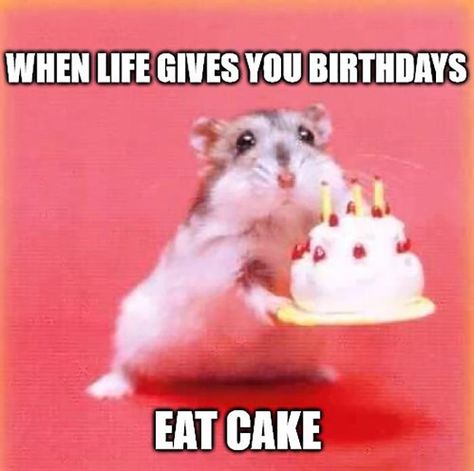 🎂 46 Awesome Birthday Cake Meme Happy Birthday Humorous, Cake Meme, Birthday Funnies, Happy Birthday Animals, Funny Birthday Meme, Funny Happy Birthday Wishes, Birthday Quotes For Him, Happy Birthday Quotes Funny, Birthday Memes