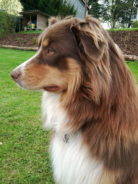 Red Australian Shepherd, Red Tri Australian Shepherd, Australian Shepherd Red Tri, Red Merle Australian Shepherd, Merle Australian Shepherd, Aussie Dog, English Shepherd, American Shepherd, Aussie Puppies