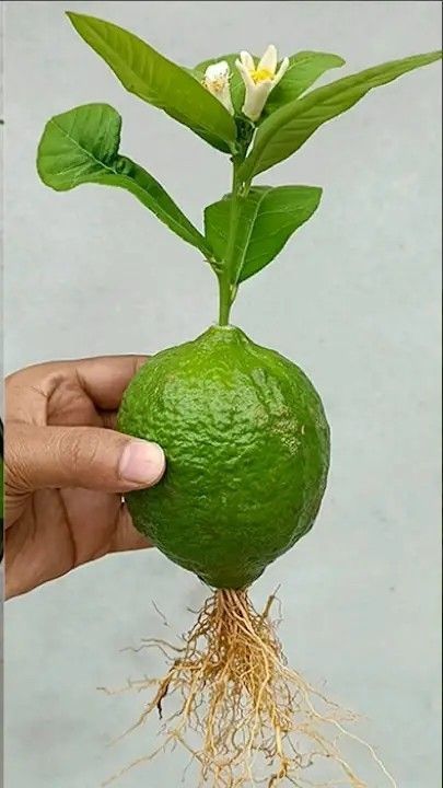 Grow Lemon, Growing Lemon Trees, Lemon Plant, How To Grow Lemon, Garden Hacks Diy, Front Yard Landscaping Pictures, Growing Fruit Trees, Lemon Trees, Small Vegetable Gardens