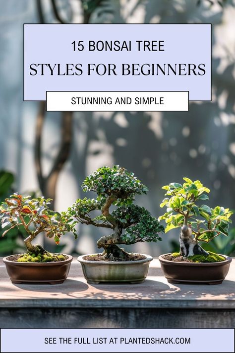 Bonsai trees come in various styles, each with its own unique charm and appeal. For beginners, selecting the right style can be a daunting task. Here's a Boxwood Bonsai, House In The Suburbs, Gardening At Home, Garden Bonsai Tree, Bonsai Making, Bonsai Pruning, Bonsai Tree Types, Bonsai Tree Care, Bonsai Techniques