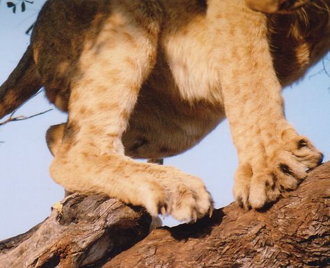 Lion Paws Reference, Lion Reference, Lion Paws, Cowardly Lion, Lion Paw, Fine Artwork, Lion Cub, Artwork Photography, Animal Drawing