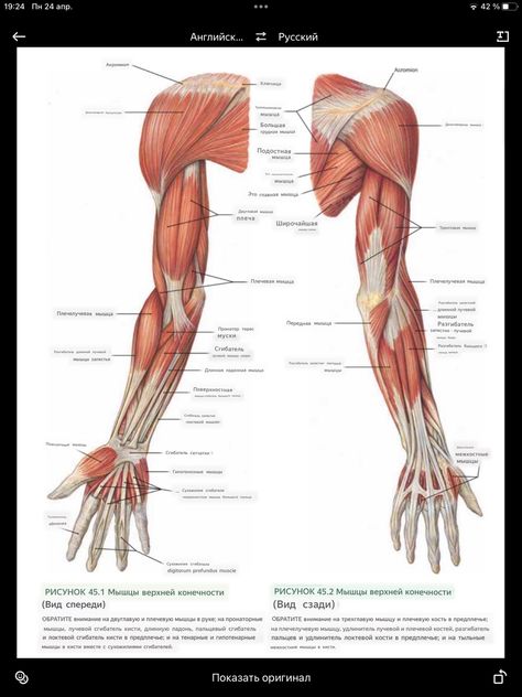 Muscles Of Upper Limb, Upper Limb Anatomy, Body Muscle Anatomy, Human Body Muscles, Muscular System Anatomy, Human Muscular System, Muscle Diagram, Arm Anatomy, Human Muscle Anatomy