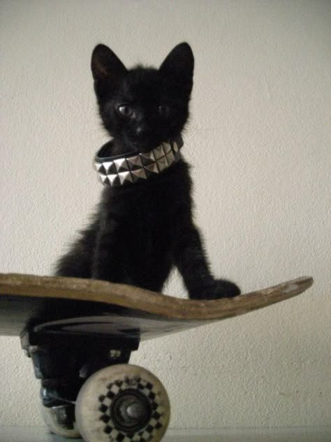 Punk Cats, Walpapers Cute, Gothic Music, Music Aesthetics, Black Cat Aesthetic, Goth Music, Silly Cats Pictures, Music And Art