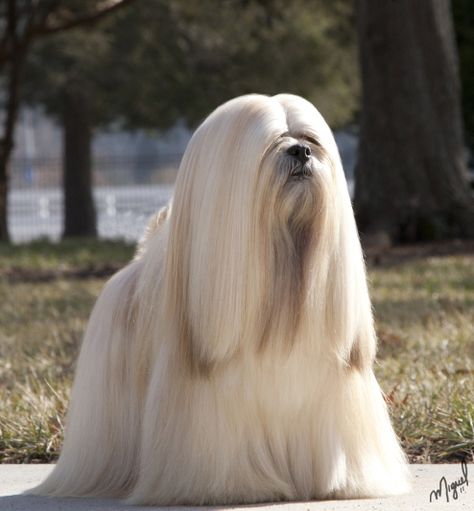 James Bond aka Lhasa Apso Breed Champion, georgous! -not mine, but very pretty fella! Lhasa Apso Puppies, Dog Breath, Lhasa Apso, White Dog, Lhasa, Women Humor, Charles Spaniel, Cavalier King Charles Spaniel, Cavalier King Charles