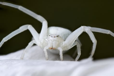 White Spider Aesthetic, Flower Crab Spider, Spiders Aesthetic, Albino Spider, Female Spiderman, Flower Crab, Spider Oc, Pet Tarantula, Spider Man Oc