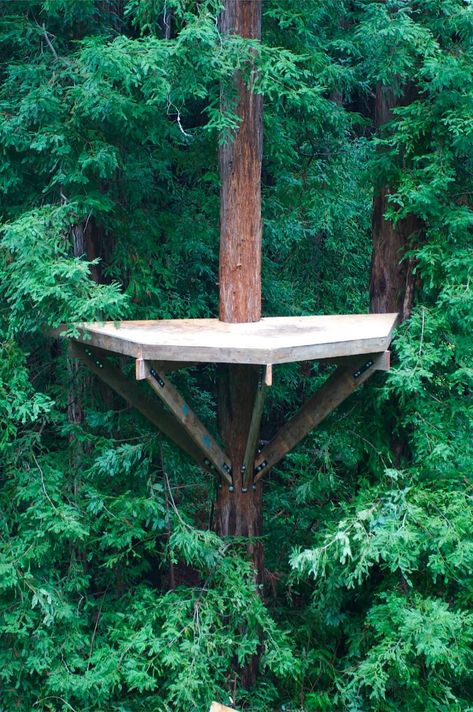 Zip Line Platform, Treehouse Platform, Tree Platform, Treehouse Construction, Simple Tree House, Backyard Fort, Treehouse Ideas, Outdoor Platform, Trees For Front Yard