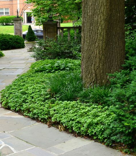 Entrance Flowers, Mulch Alternatives, Mulch Around Trees, Tree Mulch, Perennial Ground Cover, Landscaping Around Trees, Sweet Woodruff, Pergola Pictures, Big Trees