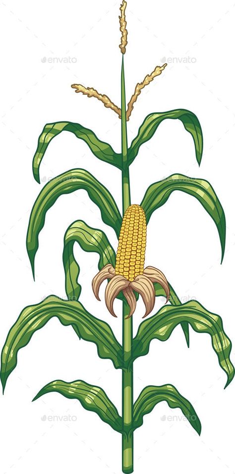 Corn Plant by memoangeles | GraphicRiver Corn Maze Drawing, My Dream Drawing, Corn Plant Care, Maize Plant, Corn Drawing, Fall Silhouette, Chalk The Walk, Work Doodles, Maze Drawing