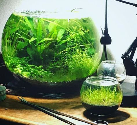 Tank Terrarium, Fish Tank Themes, Indoor Plants Decor, Plants In Jars, Fish Tank Terrarium, Indoor Water Garden, Self Sustaining, Container Garden Ideas, Diy Aquarium