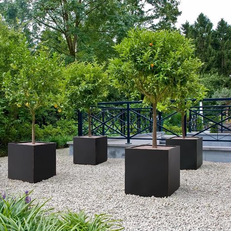 Amazon.com : Wallowa Metallic Heavy Black Outdoor Planter Box, Large Planter for Trees 21”Lx21”Wx24”H 35Pounds Pure Black with Hand Brushed Gold Rim : Patio, Lawn & Garden Trees In Planter Boxes, Trees In Planters Outdoors, Large Planters Outdoor Ideas, Large Patio Planters, Large Tree Planters, Extra Large Outdoor Planters, Outside Decor Ideas, Outdoor Planter Box, Square Planter Boxes