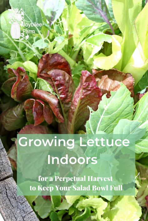 Indoor Lettuce Growing, Growing Lettuce In Greenhouse, Indoor Lettuce Garden, Salad Container Garden, Romaine Lettuce Growing, Growing Lettuce Indoors, Planting Lettuce, How To Harvest Lettuce, Salad Garden