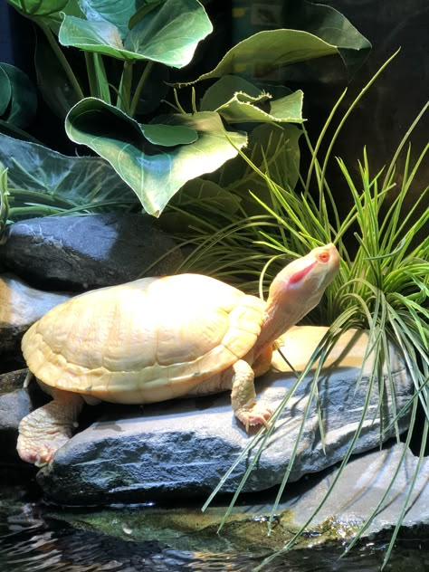 One of our Albino Red Ear  Slider turtles Albino Red Eared Slider Turtle, Red Eared Turtle, Red Ear Turtle, Red Ear Slider, Aquarium Pics, Turtle Food, Red Eared Slider Turtle, Freshwater Turtles, Kawaii Turtle