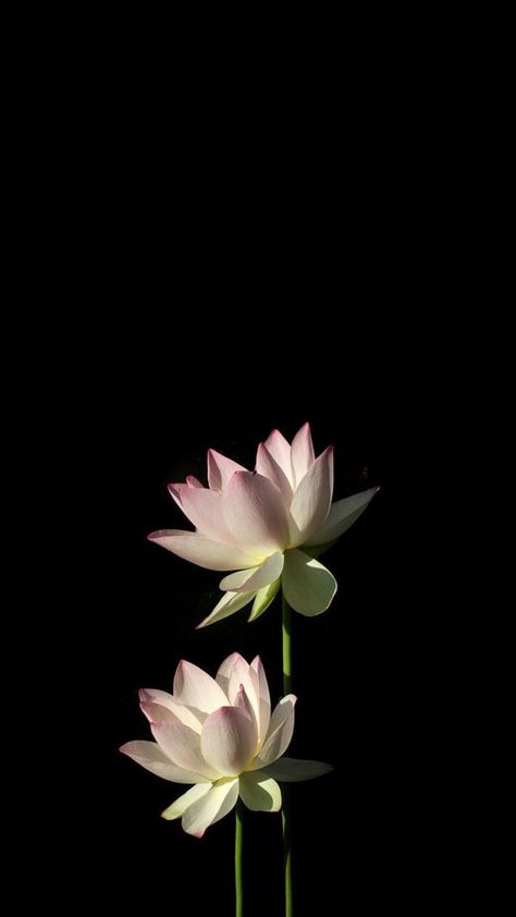 Lotus Flower Black Background, Black Flower Wallpaper Iphone, Flower With Black Background Wallpaper, Flower Wallpaper Black Backgrounds, Lotus Wallpaper Aesthetic, Dark Naturalism Aesthetic, Lotus Aesthetic, Flower Black Background, Flower Lockscreen