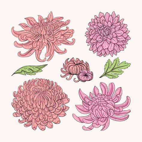 Crysantenum Flower Illustration, Chrysanthemum Drawing Simple, Chrysanthemum Outline, Reese Tattoo, Mum Drawing, Crysantenum Flower, Embroidered Chrysanthemum, Chrysanthemum Flower Drawing, Bday Crown