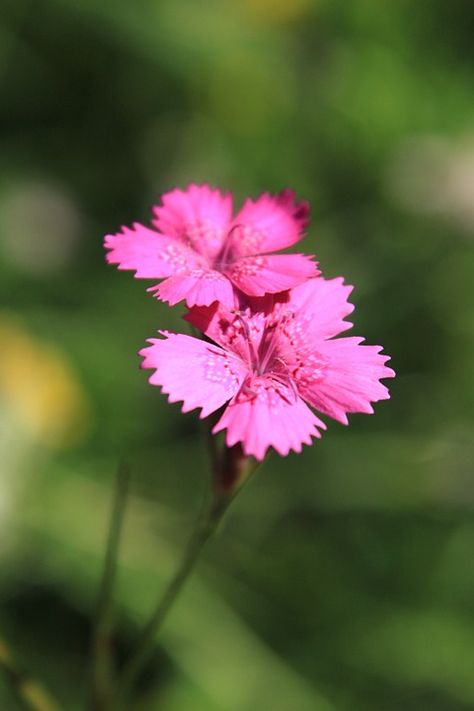 Carnation Caryophyllaceae Dianthus - Free photo on Pixabay Pixabay Image Free Photos, Pink Dianthus, Dianthus Flowers, Gardens Flowers, Peach Flowers, Unique Flowers, Amazing Flowers, Free Pictures, Free Photo