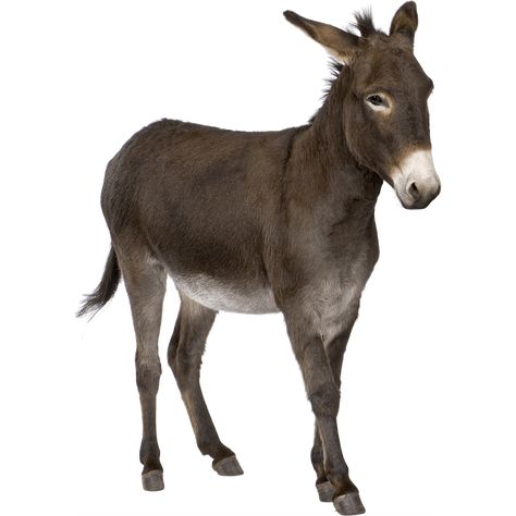 Donkey Images, Develop Pictures, Animal Photography Wildlife, Learning Russian, Animal Cutouts, Photo Clipart, Animal Categories, Png Hd, Transparent Image