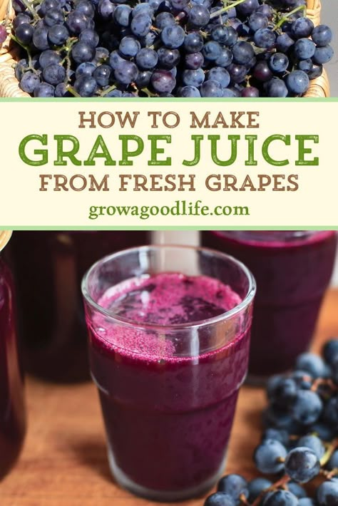 There's nothing better than homemade grape juice made from fresh grapes. Visit to learn how to make homemade grape juice and preserve it using a water bath canner. Make Grape Juice From Grapes, How To Make Concord Grape Juice, Homemade Concord Grape Juice, How To Make Homemade Grape Juice, Canning Recipes For Grapes, What To Do With Concord Grapes With Seeds, Valiant Grape Recipes, How To Can Homemade Grape Juice, How To Make Grape Juice From Concord Grapes