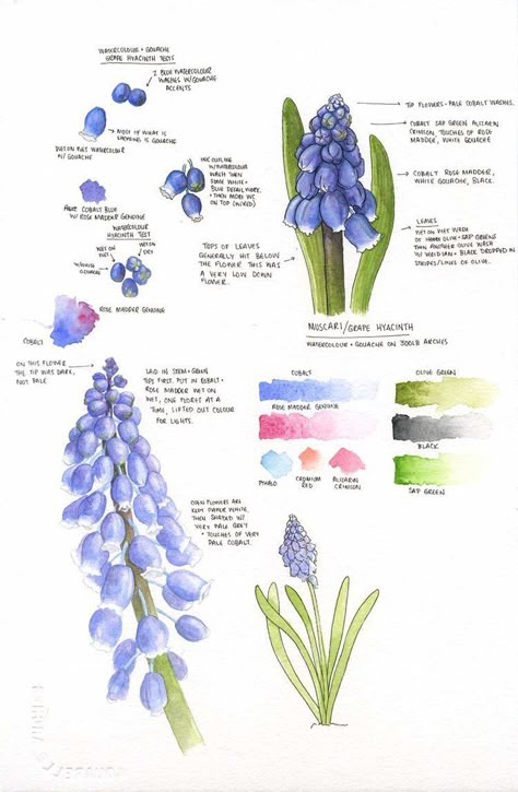 Botanical Sketchbook, Grape Hyacinth, Nature Journaling, Illustration Botanique, Garden Journal, Watercolor Flower Art, Botanical Painting, Botanical Watercolor, Botanical Illustrations