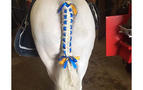 Braids With Ribbon, Mane Braids, Horse Mane Braids, Horse Braids, Braiding Tutorials, Braid Ribbon, Horse Braiding, Tail Braids, Horse Mane