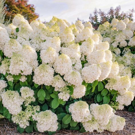 Panicle Hydrangea - Lawn & Garden Retailer Little Hottie Hydrangea, Small Scale Gardening, Wholesale Plants, Handle The Heat, Panicle Hydrangea, Hydrangea Bloom, White Flower Farm, Hydrangea Care, Growing Hydrangeas