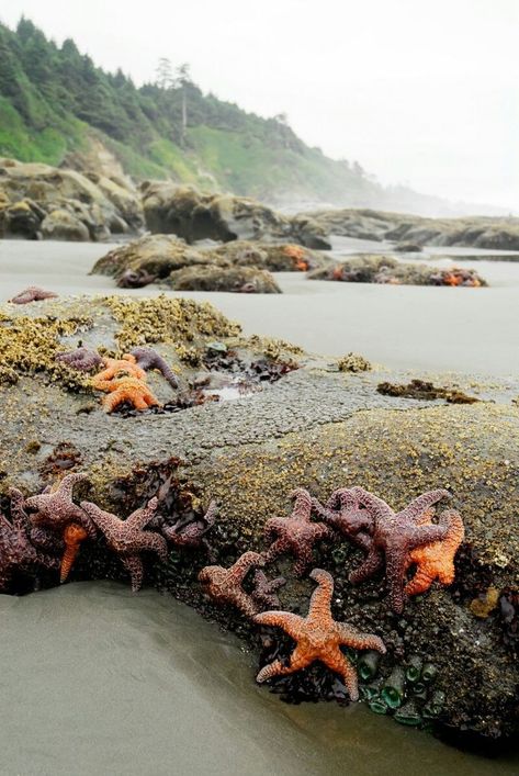 Sechelt Bc, British Colombia, Photo Styles, Evergreen State, Western Canada, Columbia River Gorge, Olympic National Park, To Infinity And Beyond, Sunshine Coast