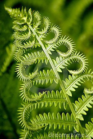 Fern Types, Geometry In Nature, Ferns Garden, Meteor Garden 2018, Fern Leaf, Kew Gardens, Natural Forms, Patterns In Nature, Shade Garden