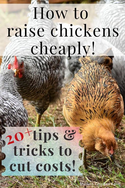 flock of backyard chickens Backyard Hacks, Guinea Hens, Raising Livestock, Urban Chicken Farming, Chicken Raising, Chicken Care, Portable Chicken Coop, How To Raise Chickens, Egg Laying Chickens