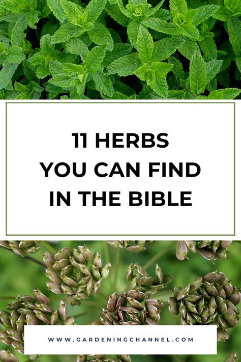 mint and anise with text overlay eleven herbs you can find in the bible Bible Garden Ideas, Medicinal Herb Garden Layout, Biblical Flowers, Herb Garden Plan, Biblical Plants, Biblical Garden, Bible Garden, Garden List, Medicine Garden