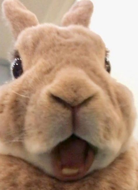 Pet Bunny Rabbits, Cute Bunny Pictures, Funny Rabbit, Cute Small Animals, Funny Animal Photos, Bunny Pictures, Pet Bunny, 캐릭터 드로잉