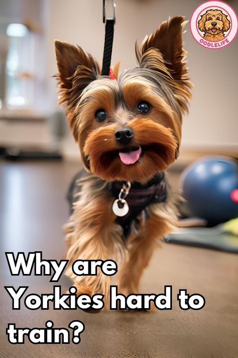 Discover if Yorkies are difficult to train and how to make it easier. Practical advice and proven methods for successful training. 🐶❤️ Tap to learn more! Yorkie Grooming Styles, Grooming A Yorkie At Home, Yorkie Training Tips, Yorkie Care Tips, Yorkie Puppy Training, Grooming Yorkies, Yorkie Training, Yorkie Puppy Care, Yorkshire Terrier Grooming