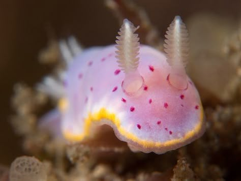 nudibranch | Chromodoris woodwardae. Kurnell, Botany Bay | Doug Anderson | Flickr Sea Bunnies, Cool Sea Creatures, Sea Bunny, Botany Bay, Sea Slugs, Deep Sea Creatures, Sea Snail, Sea Slug, Beautiful Sea Creatures